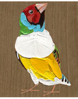 Gouldian Finch 1