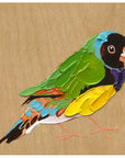 Gouldian Finch 2