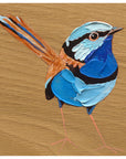 Splendid Fairy Wren 1