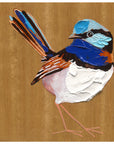 Superb Fairy Wren 3