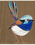 Superb Fairy Wren 5