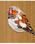 Zebra Finch 1