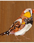 Zebra Finch 4