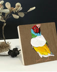 Gouldian Finch 1