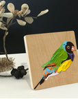 Gouldian Finch 2