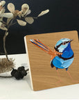 Splendid Fairy Wren 1