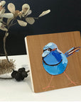 Splendid Fairy Wren 3