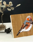 Zebra Finch 3