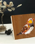 Zebra Finch 4