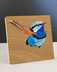 Splendid Fairy Wren 1